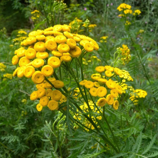 Tansy