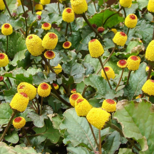Toothache Plant