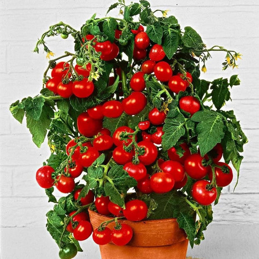 Tomato - Totem