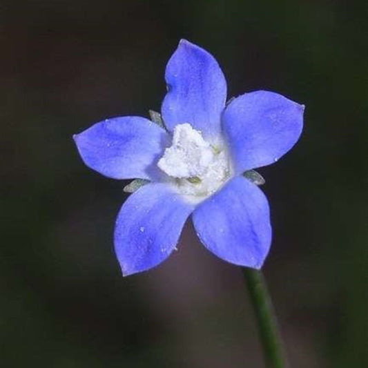 Branching Bluebell