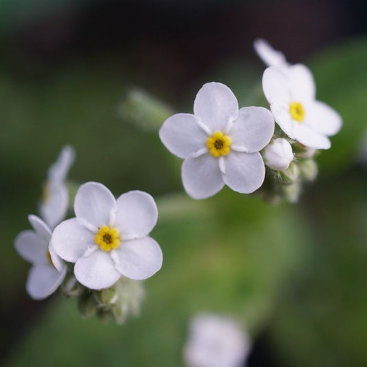 Forget Me Not - White