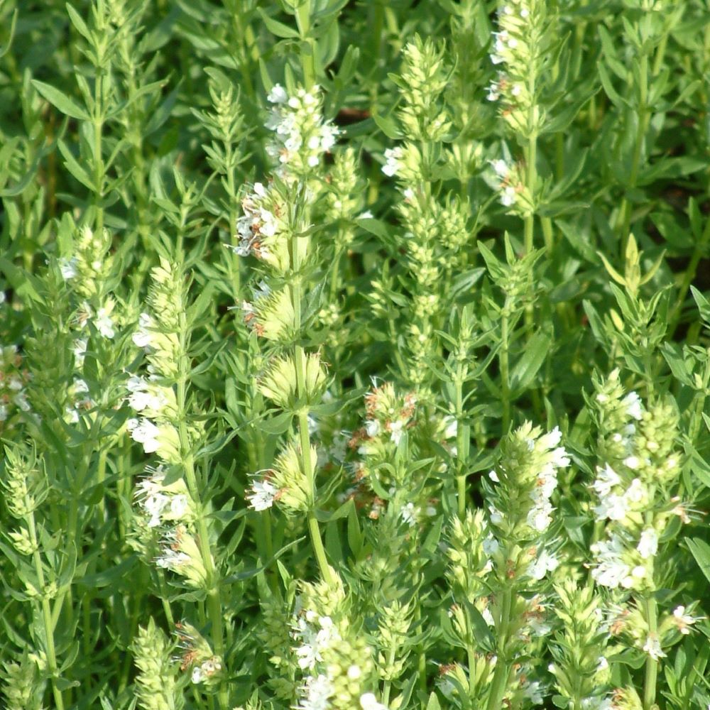 Hyssop - White