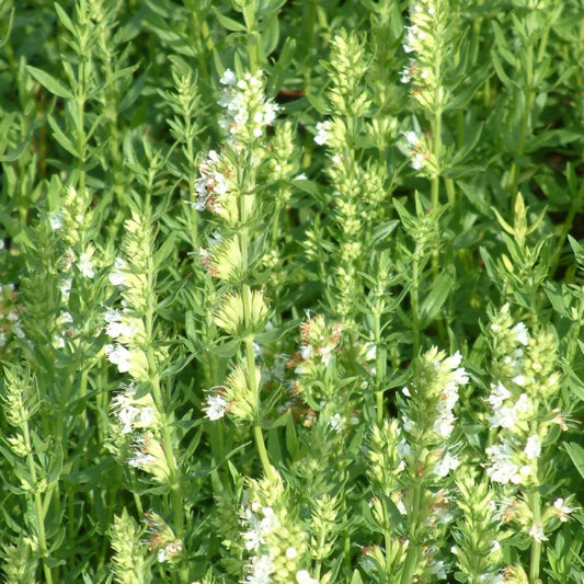 Hyssop - White