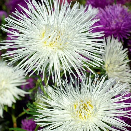 Aster - Needle Petal White
