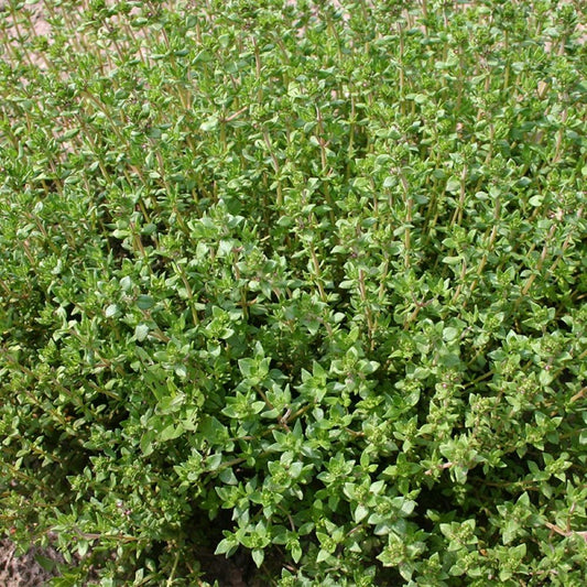 Winter Thyme