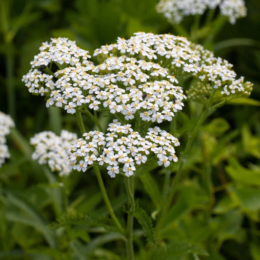 Yarrow